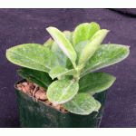 Hoya pachyclada 4-inch pots