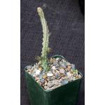 Huernia barbata 4-inch pots
