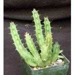 Huernia keniensis var. keniensis 4-inch pots