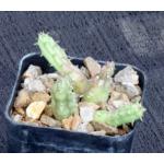 Huernia procumbens 2-inch pots