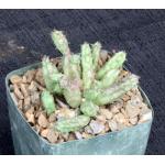 Huernia procumbens 4-inch pots