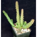 Huernia stapelioides 3-inch pots