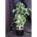 Ipomoea albivinia 8-inch pots