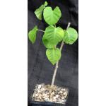 Ipomoea albivinia 5-inch pots
