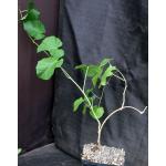 Ipomoea albivinia one-gallon pots