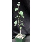Ipomoea teotitlanica 4-inch pots