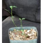 Jarilla heterophylla (JS 1979) 5-inch pots