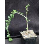 Jatropha cuneata (Ajo, Arizona) 5-inch pots