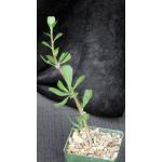 Jatropha dioica 4-inch pots