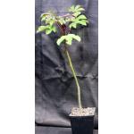 Jatropha gossypiifolia one-gallon pots