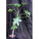 Jatropha macrocarpa one-gallon pots