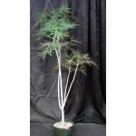 Jatropha multifida 8-inch pots