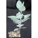 Kalanchoe hildebrandtii 2-inch pots