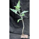Kalanchoe beharensis (glabrous)5-inch pots