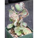Kalanchoe humilis 4-inch pots