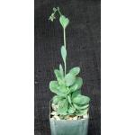 Kalanchoe paniculata 2-inch pots