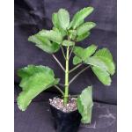 Kalanchoe pinnata 5-inch pots
