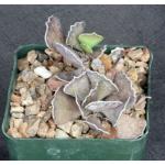 Kalanchoe rhombopilosa var. viridifolia 4-inch pots