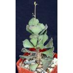 Kalanchoe rhombopilosa 4-inch pots