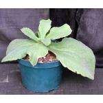 Kalanchoe synsepala var. synsepala 8-inch pots