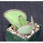 Kalanchoe synsepala var dissecta 4-inch pots