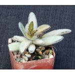 Kalanchoe tomentosacvChocolate Soldier 3-inch pots