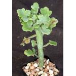 Kleinia articulata 2-inch pots