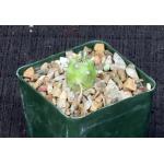 Kleinia mweroensis ssp. saginata 4-inch pots
