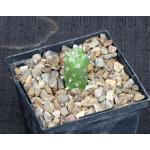 Kleinia mweroensis ssp. saginata 5-inch pots