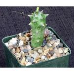 Kleinia mweroensis ssp. saginata 4-inch pots