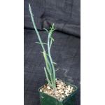 Kleinia descoingsii 4-inch pots