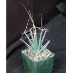 Leuchtenbergia principis 4-inch pots