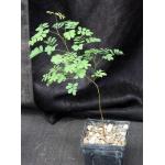 Libidibia ferrea 4-inch pots