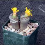 Lithops bromfieldii var. insularis 2-inch pots
