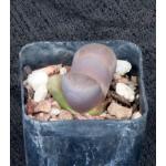 Lithops comptonii 2-inch pots