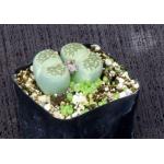 Lithops salicola (malachite form) 2-inch pots