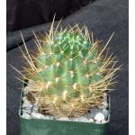 Lobivia maximiliana ssp. charazanensis 4-inch pots