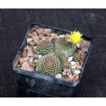 Lobivia arachnacantha var. densiseta 5-inch pots
