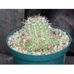 Echinopsis crassicaulis 8-inch pots