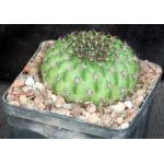 Lobivia draxleriana 5-inch pots