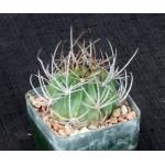 Lobivia ferox 4-inch pots