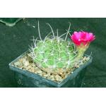 Lobivia longispina 5-inch pots