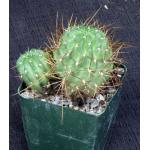 Lobivia maximiliana ssp. charazanensis 4-inch pots