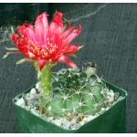 Lobivia pojoensis var. grandiflora 4-inch pots