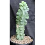Lophocereus schottii var. monstrosus 2-gallon pots