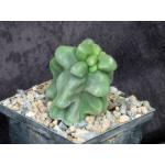 Lophocereus schottii var. monstrosus 5-inch pots