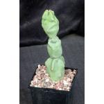 Lophocereus schottii var. monstrosus 5-inch pots