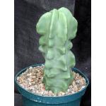 Lophocereus schottii var. monstrosus 8-inch pots