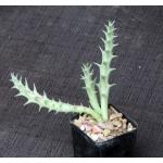 Luckhoffia beukmannii 2-inch pots