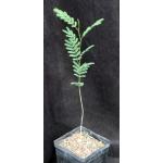 Lysiloma watsonii 5-inch pots